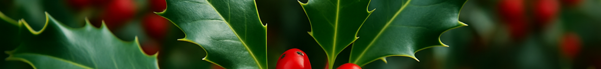 a Christmas holly branch with red berries